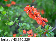 Цветущий побег айвы японской (Chaenomeles japonica (Thunb.) Lindl. ex Spach) Стоковое фото, фотограф Ирина Борсученко / Фотобанк Лори