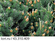 Цветущие побеги сосны Муго (горной) (Pinus mugo Turra). Фон. Стоковое фото, фотограф Ирина Борсученко / Фотобанк Лори