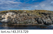 A colony of sea lions rests lying on the rocky slopes of an island in the Beagle Channel. Cormorants are nearby. Sparse grassy vegetation on the cliffs. Clouds in the blue sky. Isla de los lobos. Стоковое фото, фотограф Вера Ивановна Кубарева / Фотобанк Лори