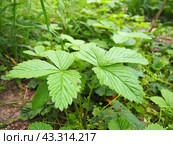 Fragaria is genus of flowering plants in rose family, Rosaceae, commonly known as strawberries for edible fruits. Hybrids and cultivars. Garden strawberry, hybrid Fragaria ananassa. Fruska Gora. Стоковое фото, фотограф Юлия Петровская / Фотобанк Лори