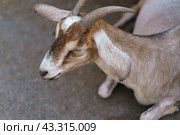 Портрет ангорской козы. Стоковое фото, фотограф YuryKara / Фотобанк Лори