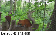 Red squirrel on a tree stump in the wild nibbles seeds and nuts. Animal on a green background. Стоковое видео, видеограф Екатерина Золина / Фотобанк Лори