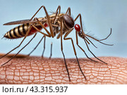 Close-up of striped mosquito on human skin, sucking human blood. Mosquitoes (Aedes aegypti), close up, macro photo. Carriers of dengue fever and malaria concept. Gen ai illustrate. Copy ad text space. Стоковое AI-изображение, AI-художник Aleksandr Golubev / Фотобанк Лори