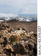 Цветы камнеломки (Saxifraga merkii). Цветущие полевые цветы на скалах и окаменевшая лава на склоне вулкана. Растения полуострова Камчатка. Природа Дальнего Востока России. Стоковое фото, фотограф Андрей Степанов / Фотобанк Лори