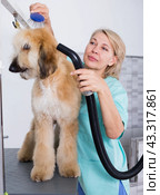 Hairdresser professional dries hair by fen dog fur Afghan hound dog in hairdresser for animal. Стоковое фото, фотограф Татьяна Яцевич / Фотобанк Лори