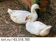 Два белых гуся крупным планом.  Close up of two white geese on an agricultural farm on a summer day. Стоковое фото, фотограф Лариса Гордеева / Фотобанк Лори