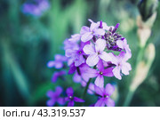 Цветущая Маттиола двурогая в летнем саду. Цветы и кустарники. Малая глубина резкости. Стоковое фото, фотограф Андрей Пустякин / Фотобанк Лори