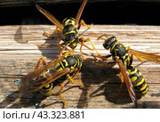 wasps sit and communicate with each other on a summer day. Стоковое фото, фотограф Акиньшин Владимир / Фотобанк Лори