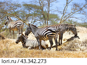 Plains zebras. Стоковое фото, фотограф Art Konovalov / Фотобанк Лори