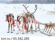Domestic reindeer. Стоковое фото, фотограф Art Konovalov / Фотобанк Лори