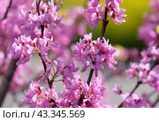 Blooming Judas tree (lat.- Cercis siliquastrum) Стоковое фото, фотограф Irina Opachevsky / Фотобанк Лори