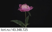 Панорама цветка розового пиона. Крупный план. Выделенный на черном фоне. Panorama of pink peony flower. Close-up. Isolated on black background. Стоковое видео, видеограф Александр Собко / Фотобанк Лори