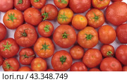 Переворачивает горку помидоров в капельках росы. Вид сверху. Rotating a pile of tomatoes in drops of dew. View from above. Стоковое видео, видеограф Александр Собко / Фотобанк Лори