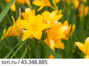 Blooming yellow daylilies in the garden. Стоковое фото, фотограф Александр Курлович / Фотобанк Лори