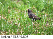 Пестрый скворец в зеленой траве.   Motley starling walks in the green grass in search of food for the chick. Стоковое фото, фотограф Лариса Гордеева / Фотобанк Лори