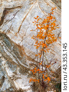 Abstract natural autumn background with beautiful yellowed wild bush on rocky cliff of Baikal Lake on backdrop of stone surface. Empty space for text, natural blank, mock up. Стоковое фото, фотограф Виктория Катьянова / Фотобанк Лори