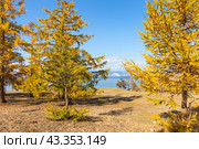 Baikal Lake on a sunny autumn day. Yellowed bright larch forest on the shore of the Small Sea. Beautiful autumn landscape. Natural seasonal background. Traveling around Olkhon Island in October. Стоковое фото, фотограф Виктория Катьянова / Фотобанк Лори