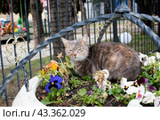 Полосатая серая короткошёрстная городская уличная кошка довольно жмурится в белой подвесной клумбе среди отцветающих анютиных глазок (2024 год). Стоковое фото, фотограф Алиса Сокол / Фотобанк Лори