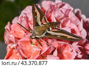 The bedstraw hawk-moth (Hyles gallii) belongs to the hawk moth family (Sphingidae). It can be encountered both at night and during the day. Стоковое фото, фотограф Андрей Жигальцов / Фотобанк Лори