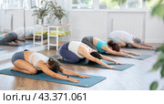 Woman doing restful pose Balasana at group yoga session. Стоковое фото, фотограф Яков Филимонов / Фотобанк Лори