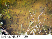 Головастики в водоёме. Стоковое фото, фотограф Станислав Самойлов / Фотобанк Лори