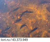 Flock of rudd in the water. Стоковое фото, фотограф Argument / Фотобанк Лори