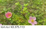 The pink shrubby foot grows in the garden. Стоковое видео, видеограф Ирина Старикова / Фотобанк Лори