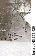 Ducks on winter pond, Ducks on winter pond, ducks on frozen pond on a sunny winter day, Duck Flocks Feeding and Swimming. mallard duck in a pond in the light of a winter morning. Стоковое фото, фотограф Скрипачев Антон / Фотобанк Лори