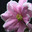 Pink viola flower on a black background with free space on the left. Стоковое фото, фотограф Светлана Ильева (Иванова) / Фотобанк Лори