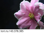 Pink viola flower on a black background with free space on the left. Стоковое фото, фотограф Светлана Ильева (Иванова) / Фотобанк Лори