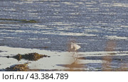 The white heron - bird is standing on a wet surface near the water. Стоковое видео, видеограф Константин Шишкин / Фотобанк Лори