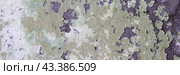 Peeling paint on the wall. Panorama of a concrete wall with old cracked flaking paint. Weathered rough painted surface with patterns of cracks and peeling. Wide panoramic texture for grunge background. Стоковое фото, фотограф Андрей Степанов / Фотобанк Лори