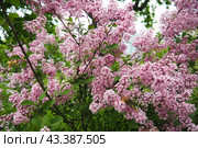 Beautiful inflorescences of pink lilac on branch in the city park of Warsaw, Poland. Beautiful flowering flowers of lilac tree Syringa vulgaris. Spring blossom. Syringa plant olive family or Oleaceae. Стоковое фото, фотограф Юлия Петровская / Фотобанк Лори
