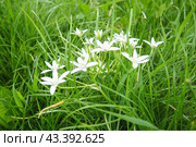 Ornithogalum umbellatum, garden star-of-Bethlehem, grass lily, nap-at-noon, or eleven-o'clock lady, species of genus Ornithogalum, is perennial bulbous flowering plant asparagus family Asparagaceae. Стоковое фото, фотограф Юлия Петровская / Фотобанк Лори