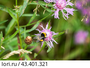 Grow purple flowers of Serratula Lycopifolia plant. Стоковое фото, фотограф Глущенко Елена / Фотобанк Лори