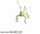 Большой зеленый кузнечик на белом фоне. Green grasshopper on a white background. Стоковое фото, фотограф Татьяна Д / Фотобанк Лори