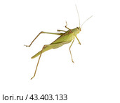Большой зеленый кузнечик на белом фоне. Green grasshopper on a white background. Стоковое фото, фотограф Татьяна Д / Фотобанк Лори