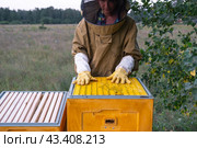 A beekeeper, a woman in a protective suit against bee stings, installs a separation grate in the hive. Beekeeping, care of the hive. Стоковое фото, фотограф Ольга Симонова / Фотобанк Лори