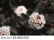 Viburnum pemphigus (Physocarpus opulifolius). A shrub blooming with small white flowers. Стоковое фото, фотограф Photojuli / Фотобанк Лори