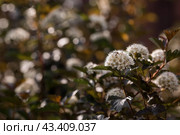 Viburnum pemphigus (Physocarpus opulifolius). A shrub blooming with small white flowers. Стоковое фото, фотограф Photojuli / Фотобанк Лори