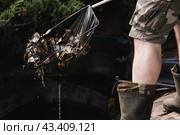 A gardener cleans a decorative pond from foliage and dirt. Construction and cleaning of an ornamental pond in the garden. Landscape design. Стоковое фото, фотограф Photojuli / Фотобанк Лори