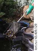 A gardener cleans a decorative pond from foliage and dirt. Construction and cleaning of an ornamental pond in the garden. Landscape design. Стоковое фото, фотограф Photojuli / Фотобанк Лори