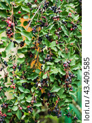 Темные спелые ягоды ирги (лат. Amelanchier). Плодовые деревья и кустарники. Малая глубина резкости. Стоковое фото, фотограф Андрей Пустякин / Фотобанк Лори