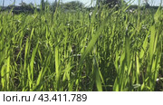 The green young grass sways in the wind against the sunny sky. The concept of summer and warmth. Стоковое видео, видеограф Ярославский Максим / Фотобанк Лори