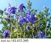 Аквилегия, или Водосбор, или Орлики (лат. Aquilegia) — род травянистых многолетних растений семейства Лютиковые (Ranunculaceae). Стоковое фото, фотограф Сергей Елизарьев / Фотобанк Лори