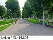 Бульвар Нахимова летним днем. Город Светлый, Калининградская область (2023 год). Стоковое фото, фотограф Ирина Борсученко / Фотобанк Лори