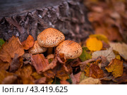 Грибы опята на фоне опавших листьев. Стоковое фото, фотограф Оксана / Фотобанк Лори