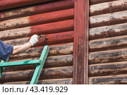 A man works with a brush and applies red paint to a wooden village house. A worker paints wooden planks in close-up. Half of the painted surface. Smearing with a brush. Стоковое фото, фотограф Photojuli / Фотобанк Лори