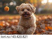 Happy Dog Playing Fetch in Fall Leaves. Стоковое AI-изображение, AI-художник Сергей Толмачёв / Фотобанк Лори
