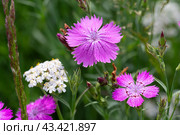 Гвоздика полевая (Silene viscaria) Стоковое фото, фотограф Ирина Яровая / Фотобанк Лори